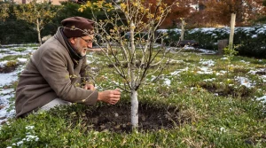 Ce fruitier méconnu venu d’Asie supporte -15 °C : planté maintenant, il promet des récoltes spectaculaires dès l’automne