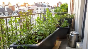 Ce légume bourré de pesticides que je préfère cultiver moi-même (tellement facile)