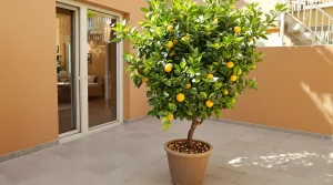 Citronnier qui ne donne rien : ce déchet de cuisine à enterrer au pied le couvre enfin de fruits