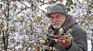 Faut-il fertiliser ses arbres fruitiers en hiver pour récolter beaucoup de fruits au printemps et en été ?