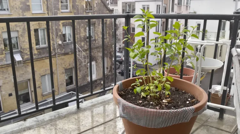 Cette plante remplace les cubes de bouillon et se met en pot à cette période clé