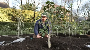 Plantez en février ce fruitier rustique et récoltez des kilos de fruits en un rien de temps