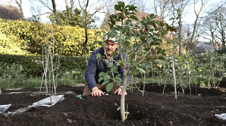 Plantez en février ce fruitier rustique et récoltez des kilos de fruits en un rien de temps